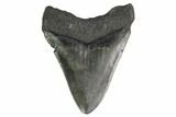 Fossil Megalodon Tooth - Georgia #144355-2